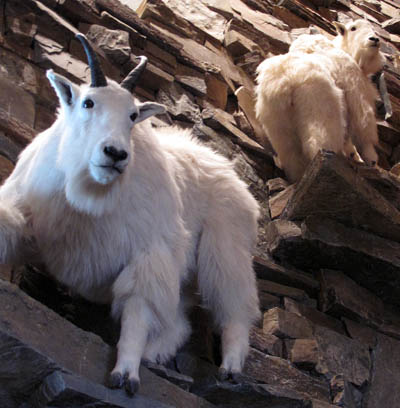 Goats overlooking the Moonlight Basin Lodge lobby