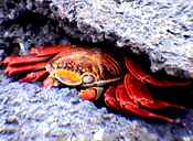 Crab