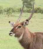 Waterbuck