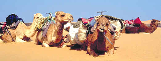 Camels