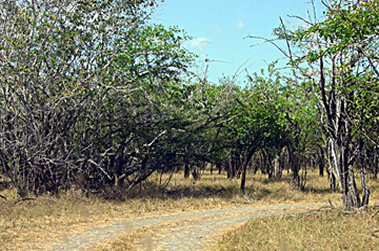 CashewOrchard