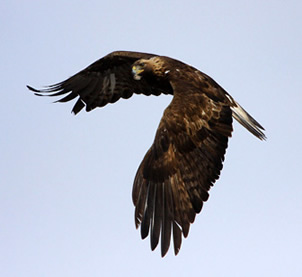 Golden eagle