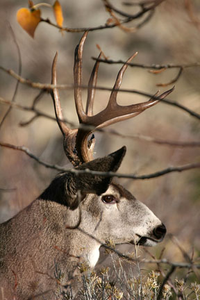 Mule deer