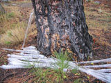 Sleeping Lady Icicle icicles