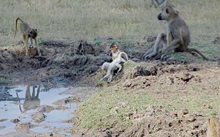 Albino baboon