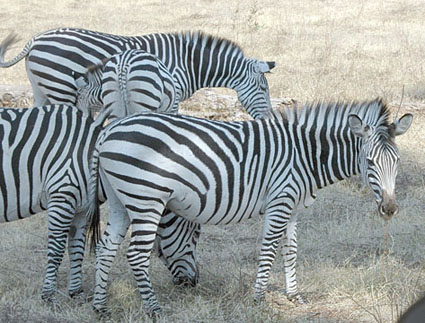 Zebras