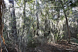 Sea Island path