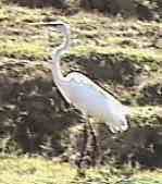 Egret