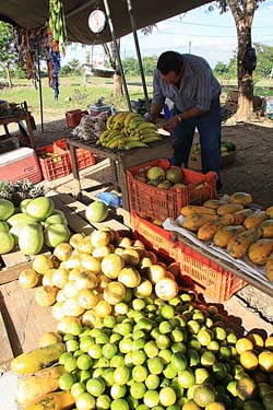 Roadside Fruit Stand