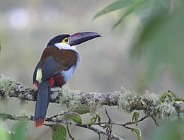 Black billed mountain toucan