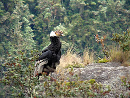 Andean condor