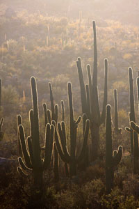 Catalina State Park, Arizona