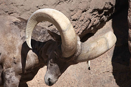 Desert_Bighorn_Sheep