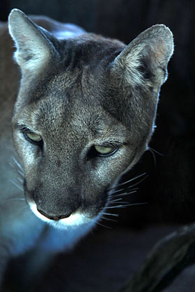 Mountain Lion, Arizona