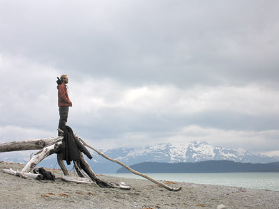 Tree trunk on Glacier Bay beach