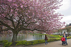 People walk by cherry blossoms in bloom on tree on a street in Bergen, Norway.