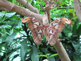 Atlas moth