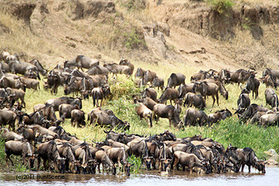 Tanzania wildebeest