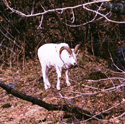 Turnagain Arm Dall Sheep