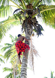 Fiji-Likuri Coconut Palm Climb