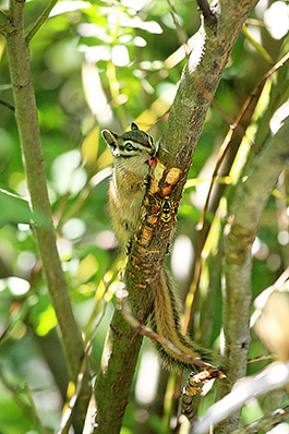 Oregon, Fish Lake chipmonk