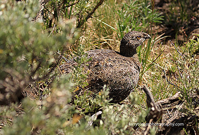 Oregon Steens Sagegrouse