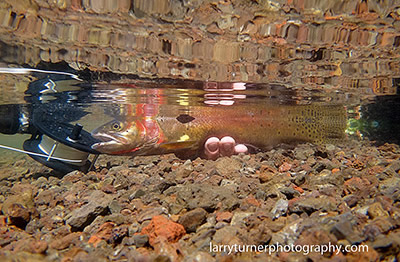 Oregon, Wildhorse Cutthroat