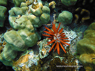 Hawaiian snorkeling view