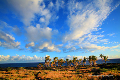 Hawaii's last grove of coconuts