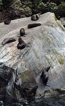 New Zealand fur seals