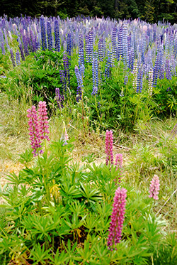 New Zealand lupines