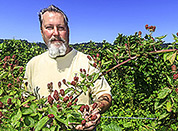 Farm to table chef Sheeshler