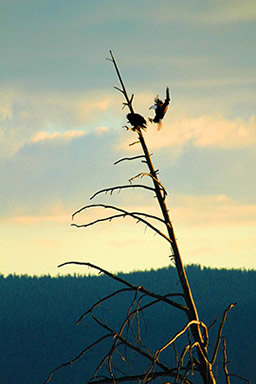 Oregon bald eagles