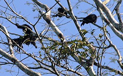 Chiapas, howler monkeys