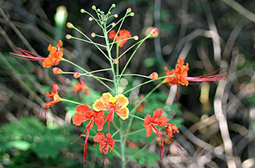 Orange Flowers