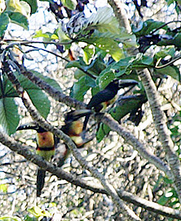 Toucans