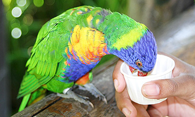 Oregon Zoo rainbow lorikeet