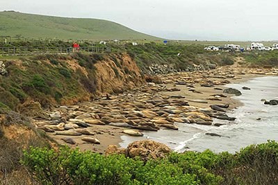 CA Big Sur elephant seal beach