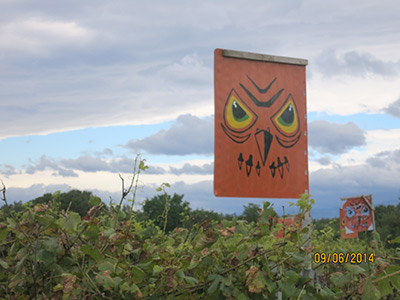 Croatia, Guardian owls