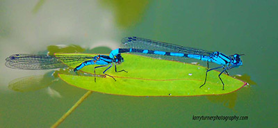 Surprise Valley, where the pavement ends dragonflies