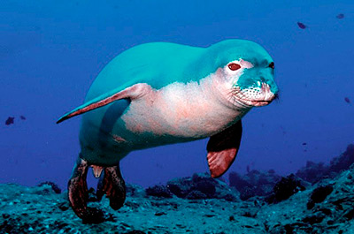 Kauai seal