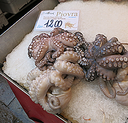 Octopus