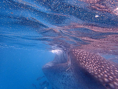 Whale shark