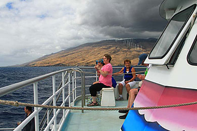 Maui whale watching