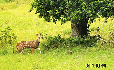 Maui deer