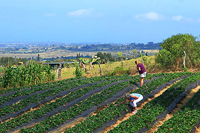 Maui upcouontry strawberries