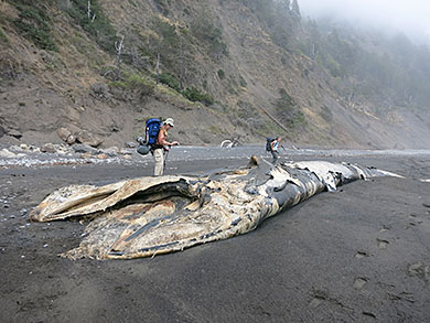 Dead blue whale