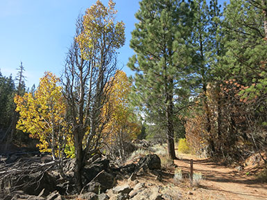 Bizz Johnson Trail fall colors