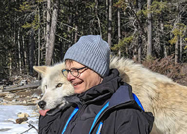 Pause on a wolf walk