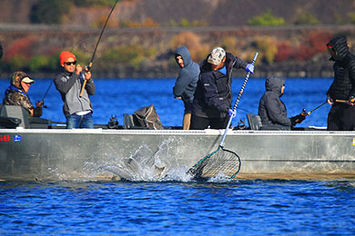 Salmon netting